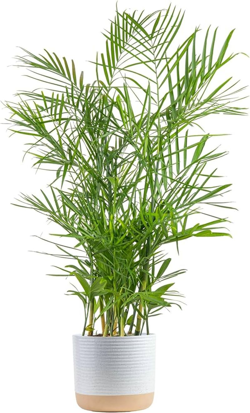 Bamboo Palm