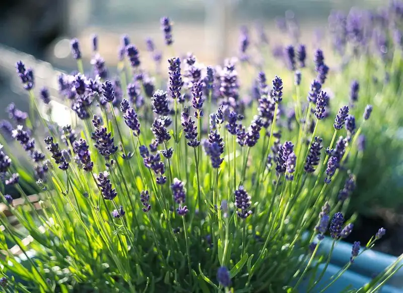 Lavender