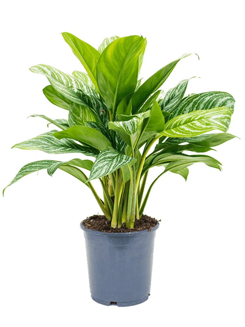 Chinese Evergreen