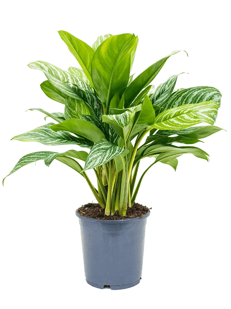 Chinese Evergreen