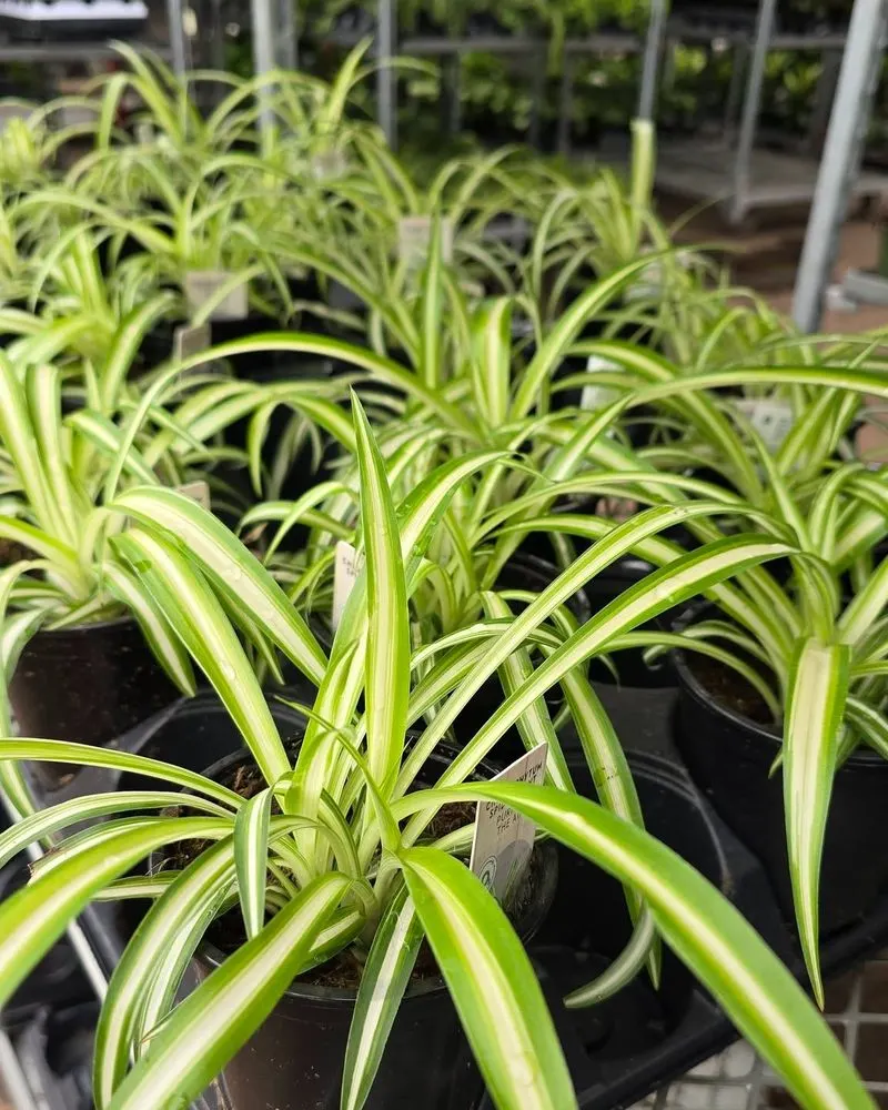 Spider Plant