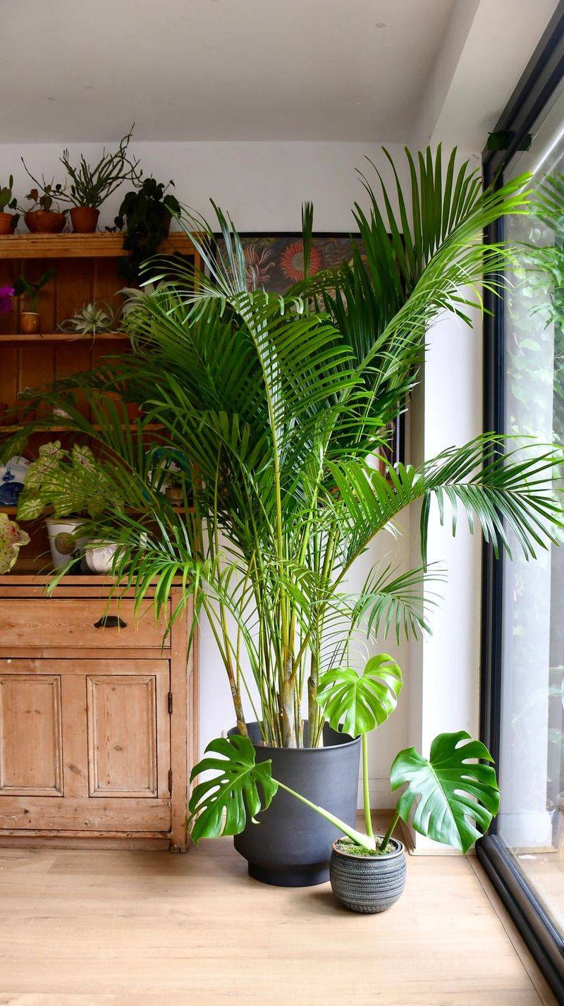 Areca Palm
