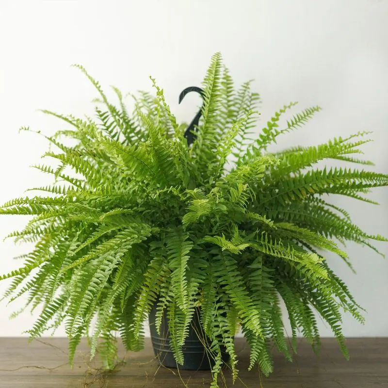 Boston Fern