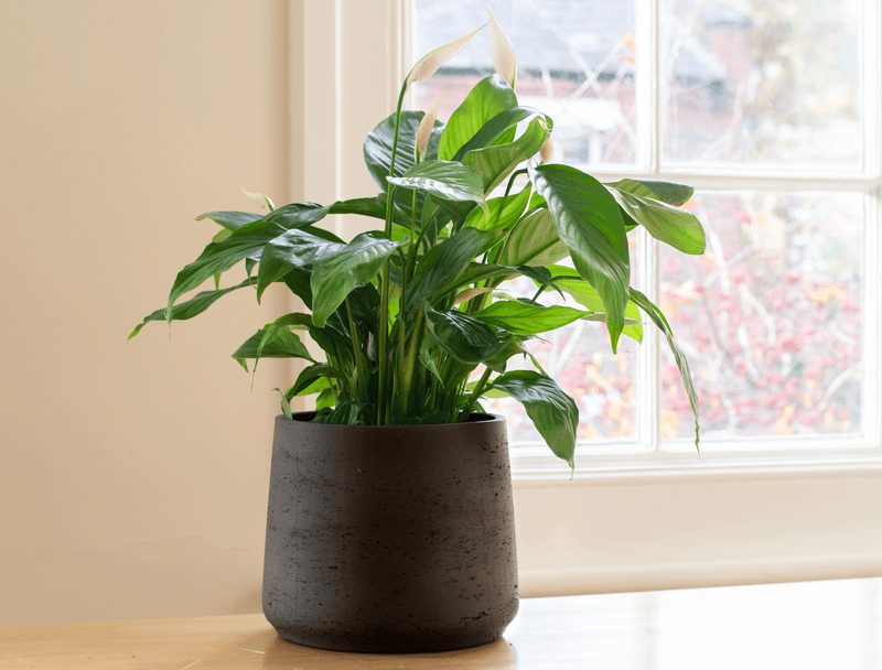 Peace Lily