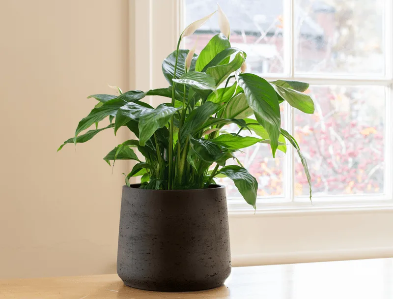 Peace Lily