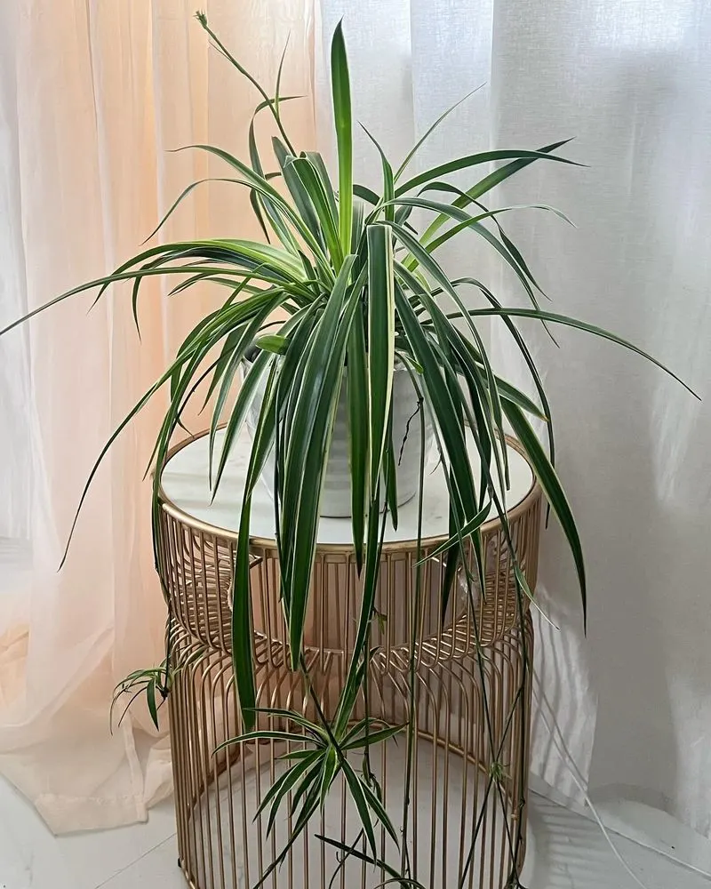 Spider Plants' Air Purifying Abilities