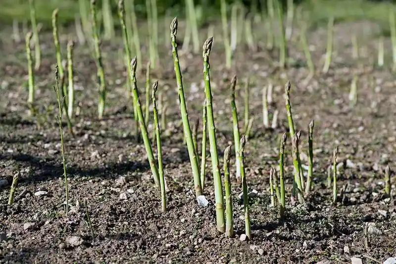 Asparagus