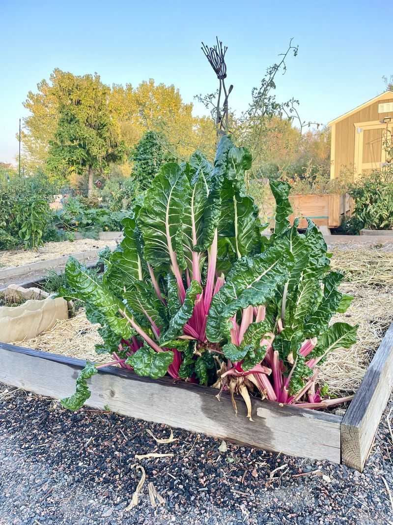 Swiss Chard