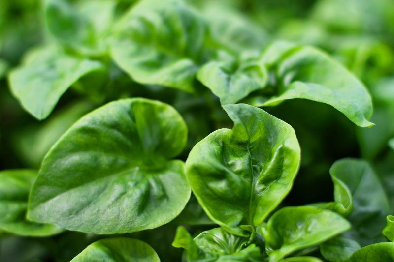 Spinach