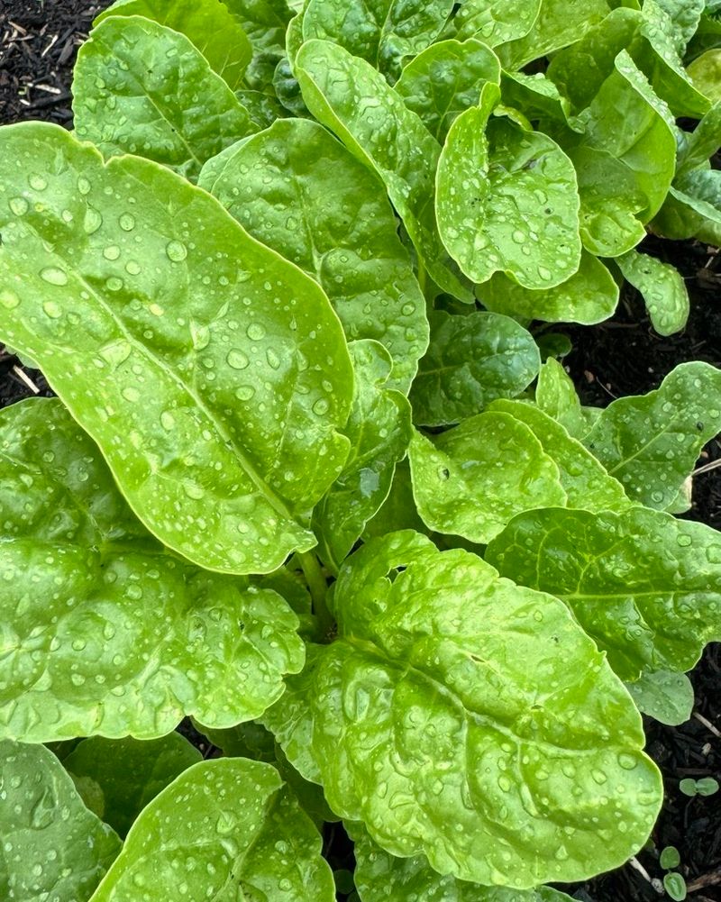Spinach