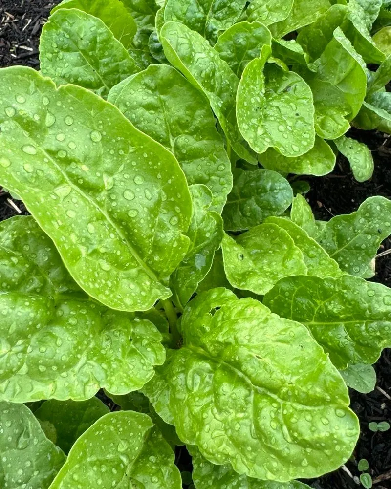Spinach