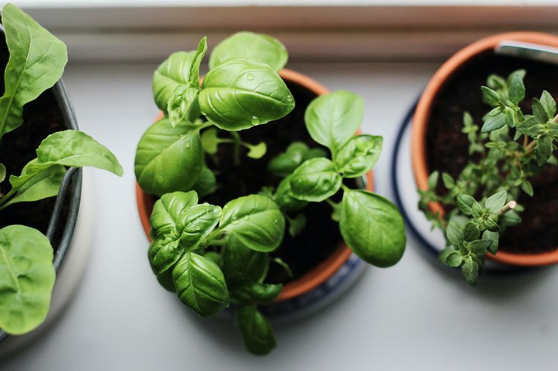 Spinach