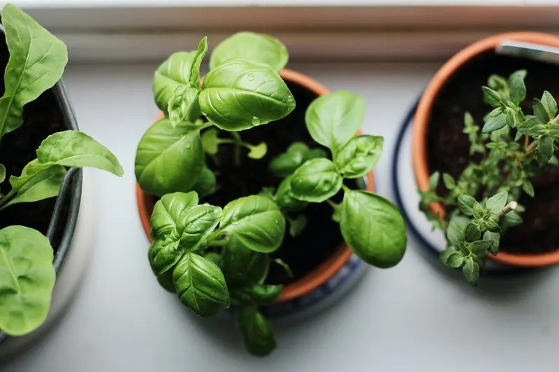 Spinach