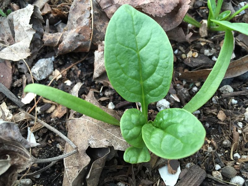 Spinach