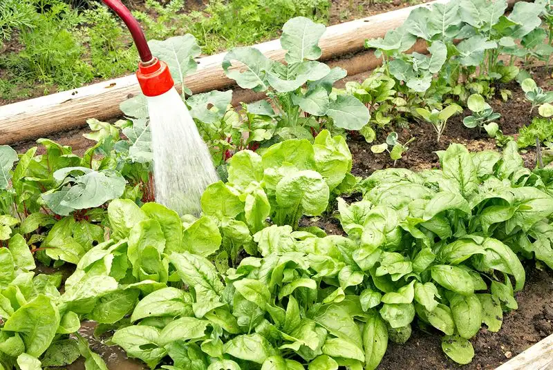 Spinach and Radishes
