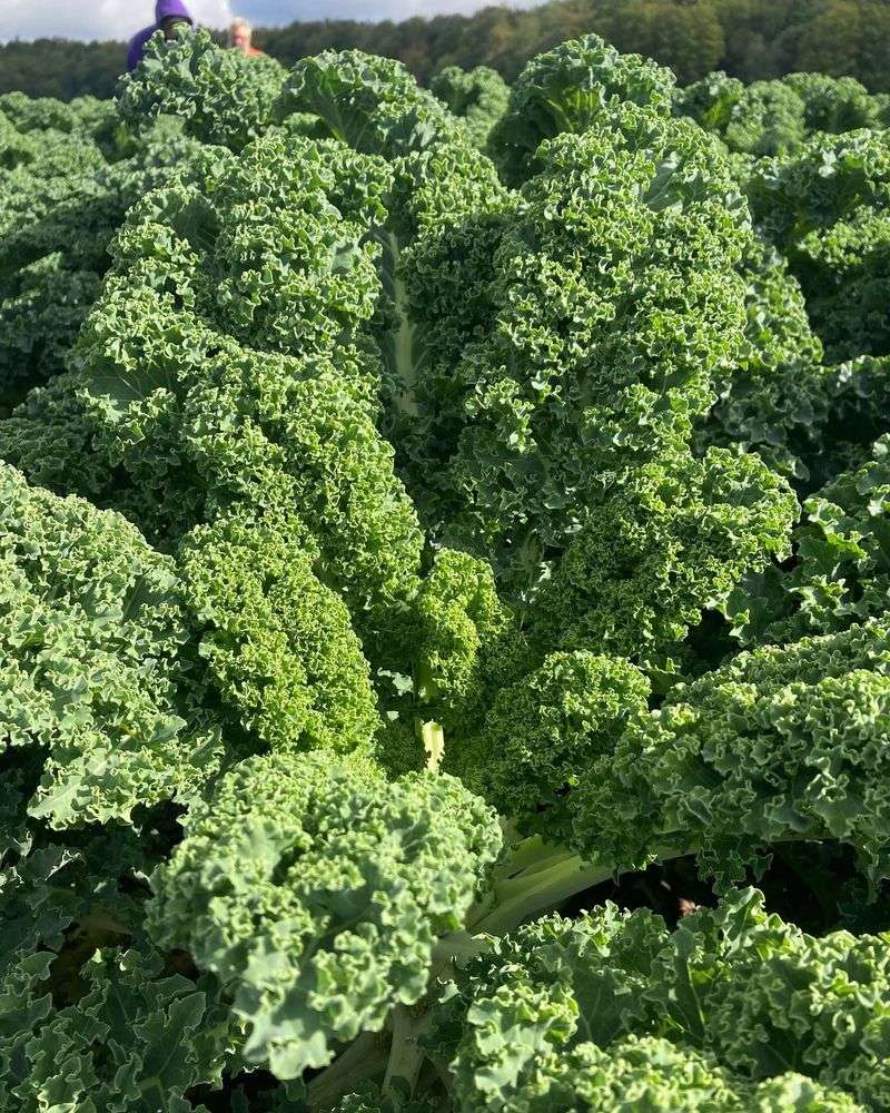 Kale