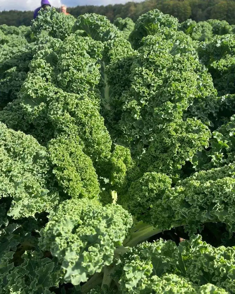 Kale
