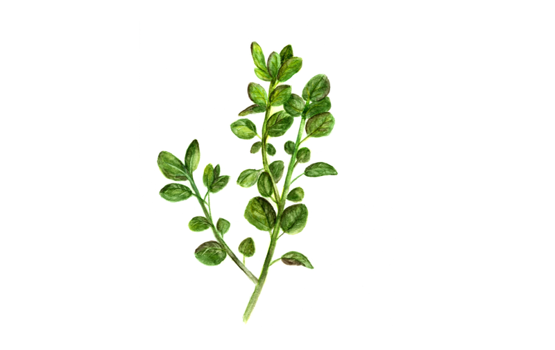 Oregano
