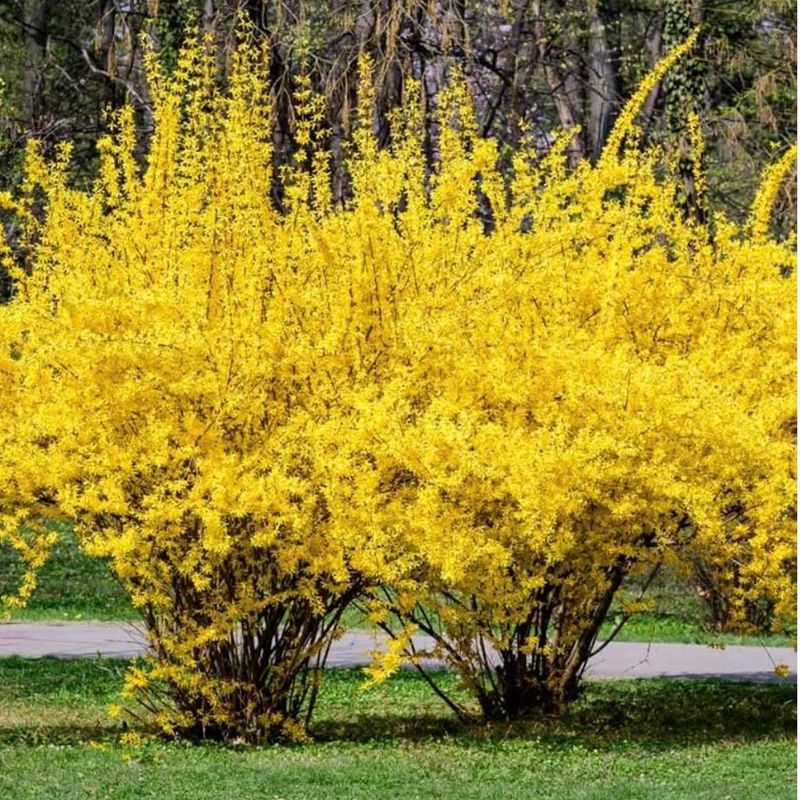 Forsythia