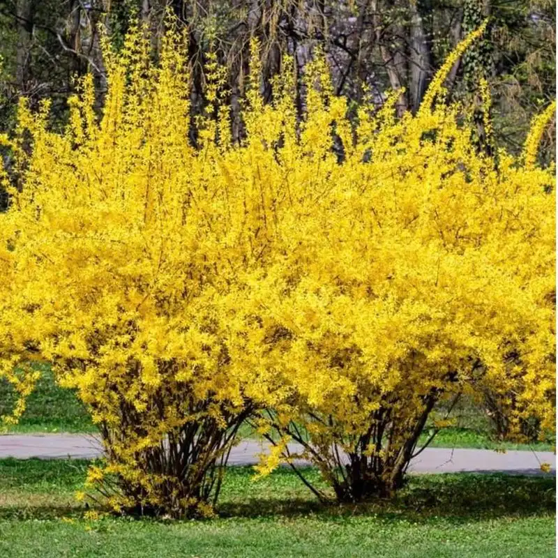 Forsythia