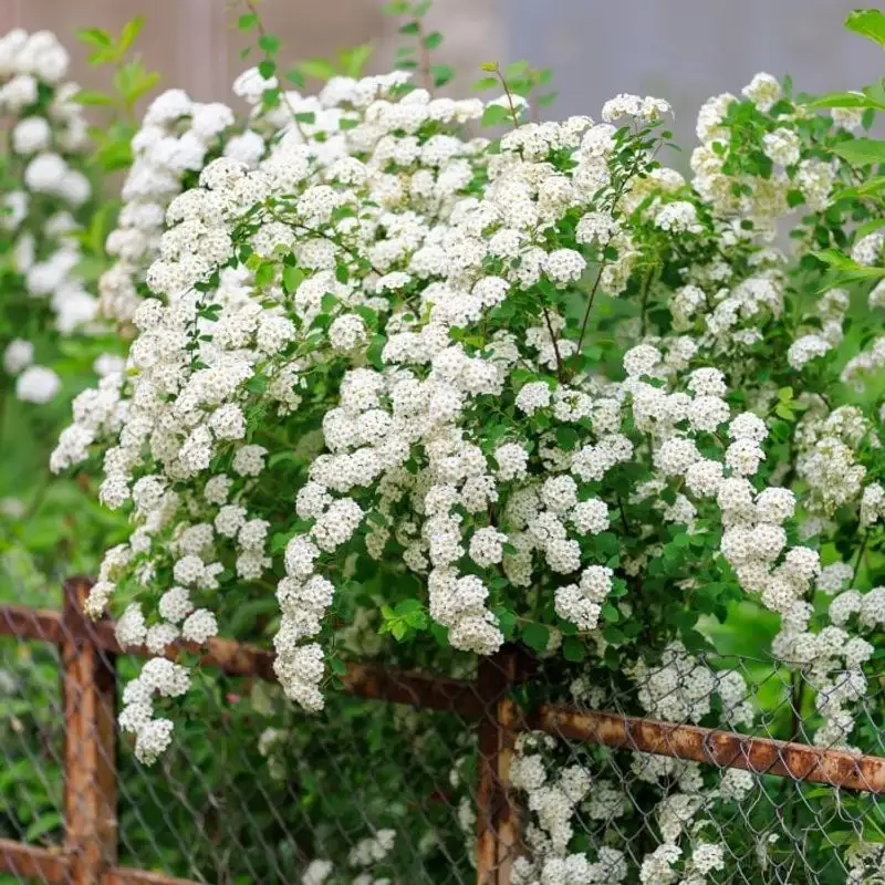 Spirea
