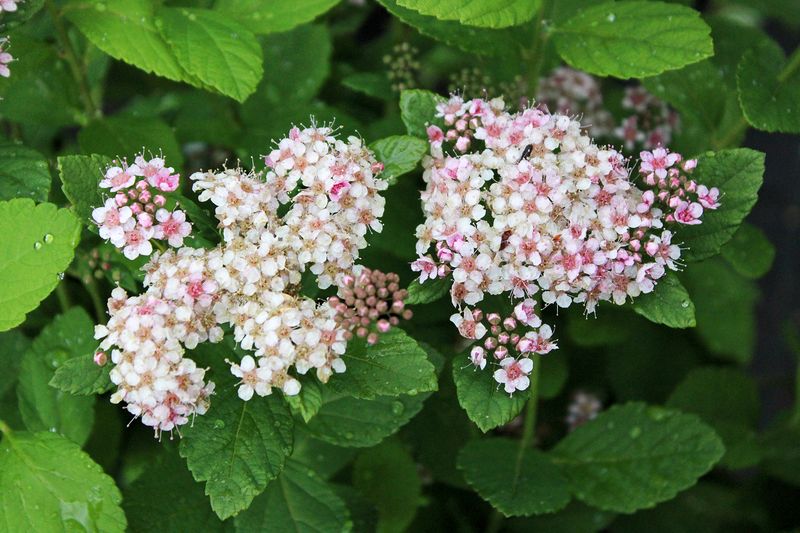 Spirea