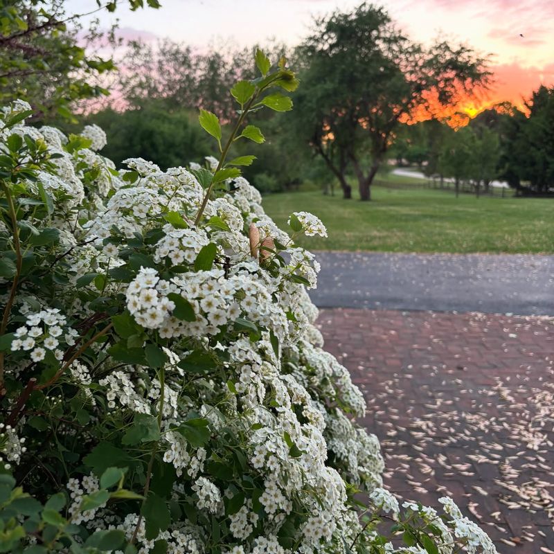 Spirea