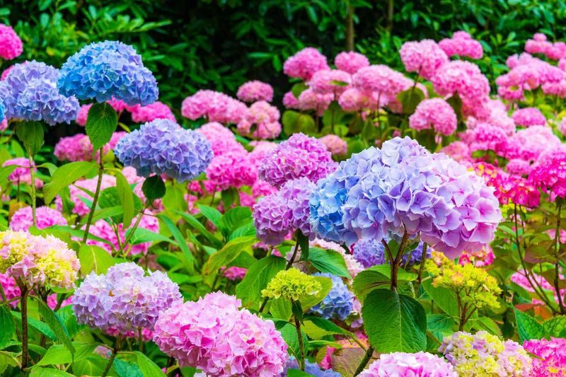 Hydrangea