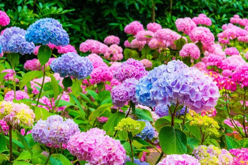 Hydrangea