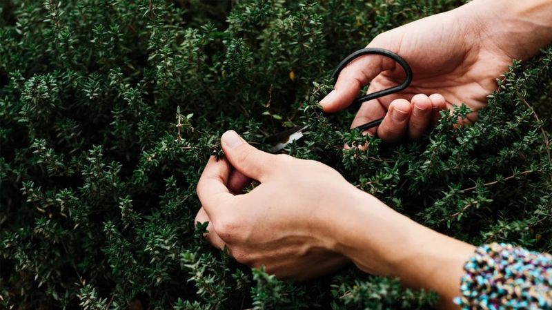 Thyme
