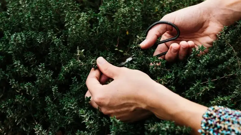Thyme