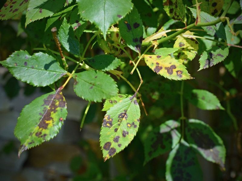 Spots on Leaves