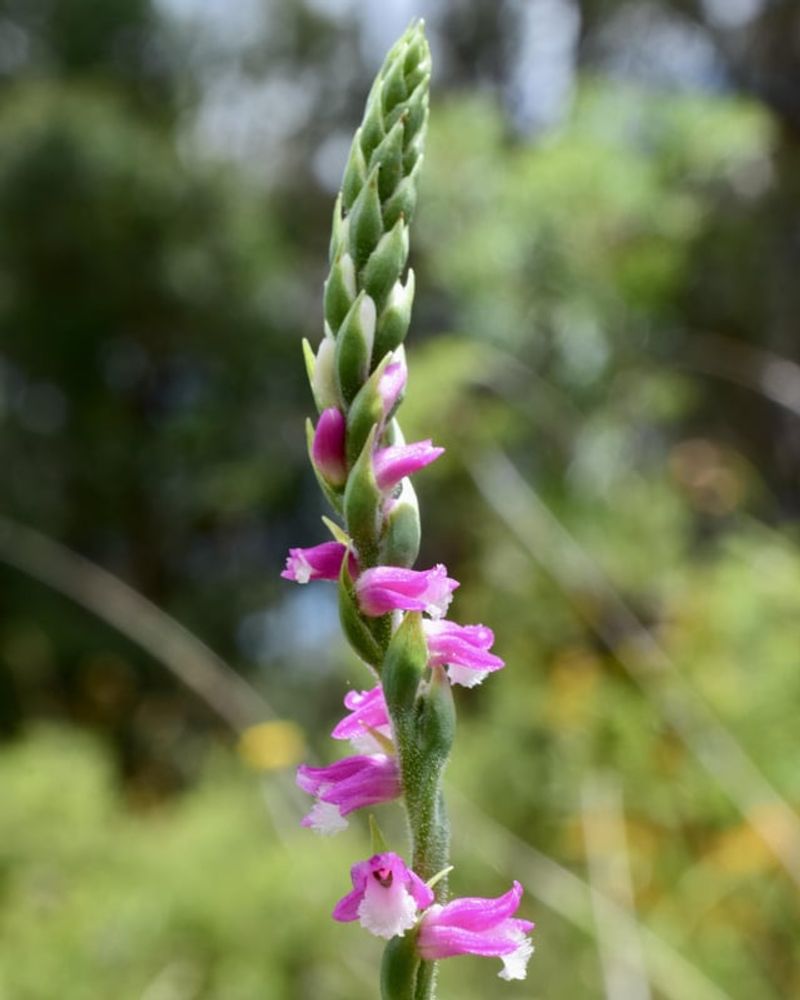 Pink Lady's Tresses