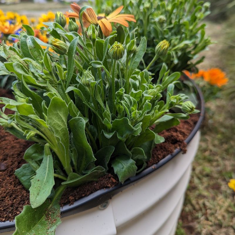 Spring Planting Only