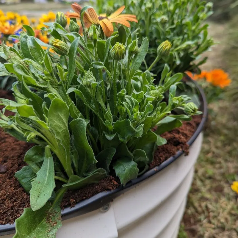 Spring Planting Only