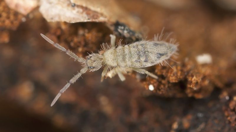 Springtails