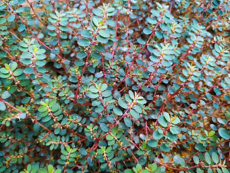 Spurge