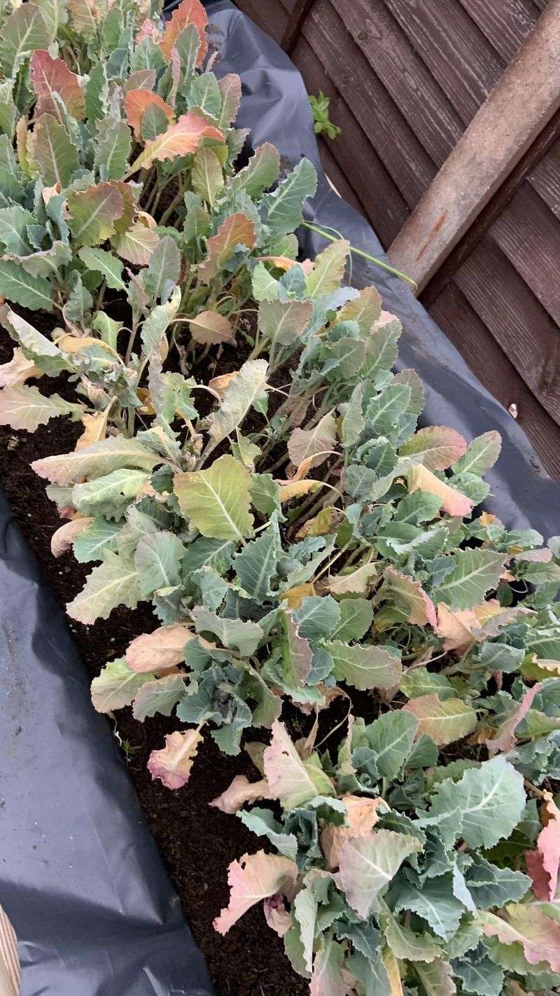 Cauliflower