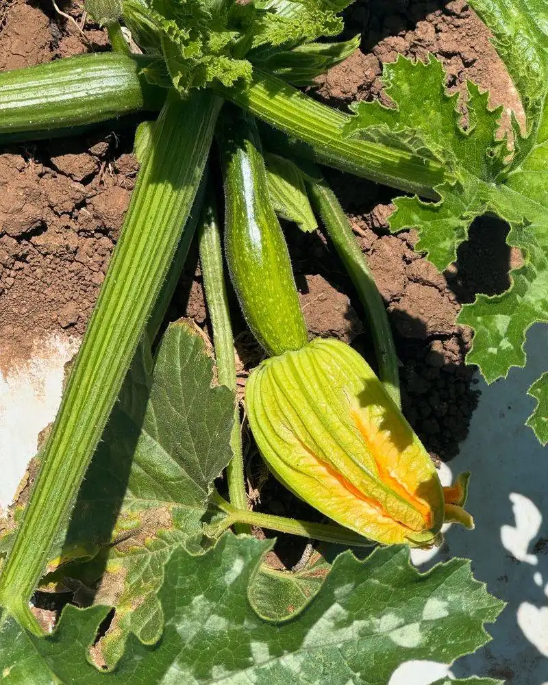 Squash