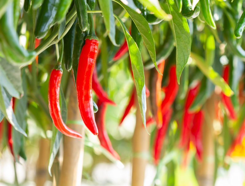 Hot Peppers