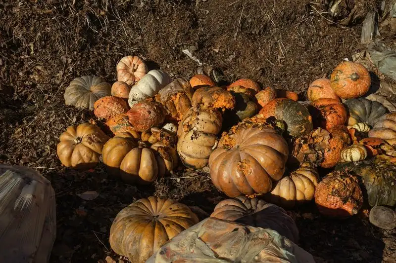 Squash Surprises