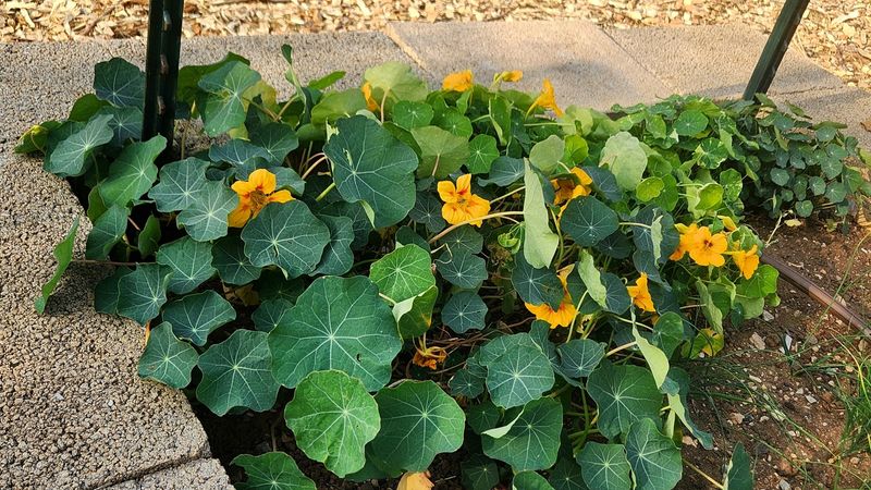 Squash & Nasturtiums
