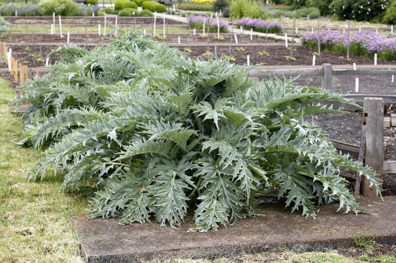 Artichoke