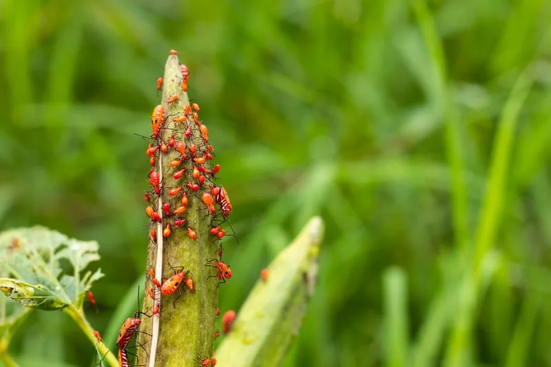 Pest Management