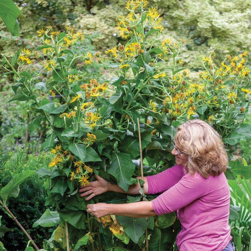 Stake Tall Plants