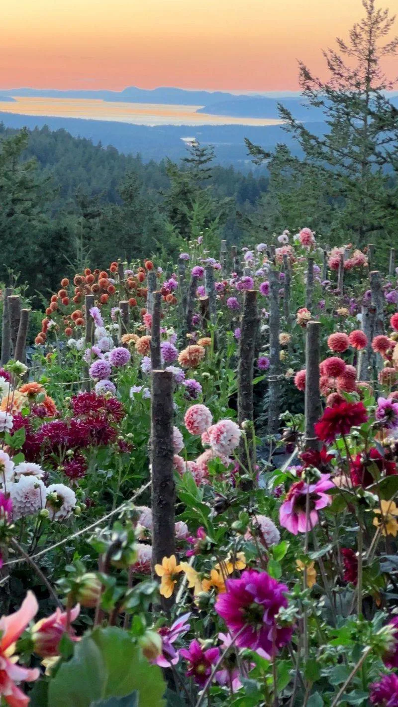 Staking and Supporting Plants