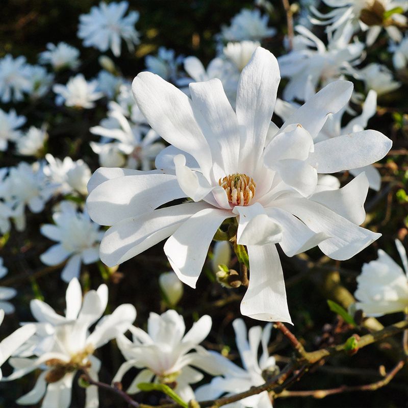 Star Magnolia