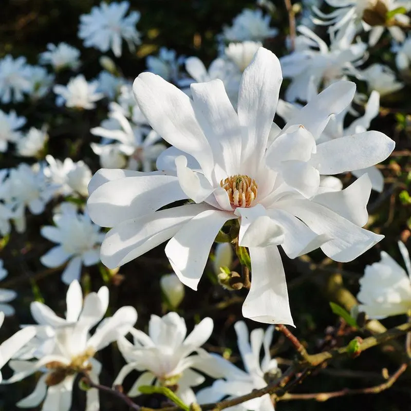 Star Magnolia