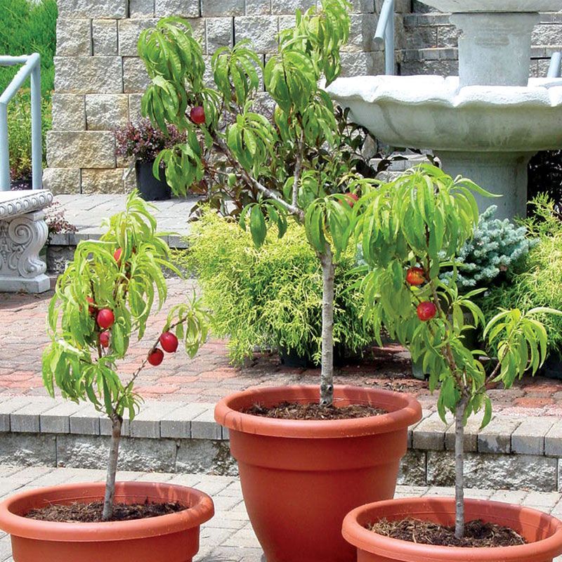 Nectarine Tree