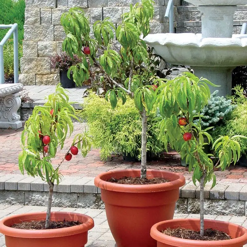 Nectarine Tree